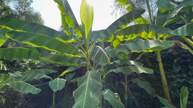 Alojamento de Acomodação e Pequeno-almoço Ai Giardini Di San Vitale